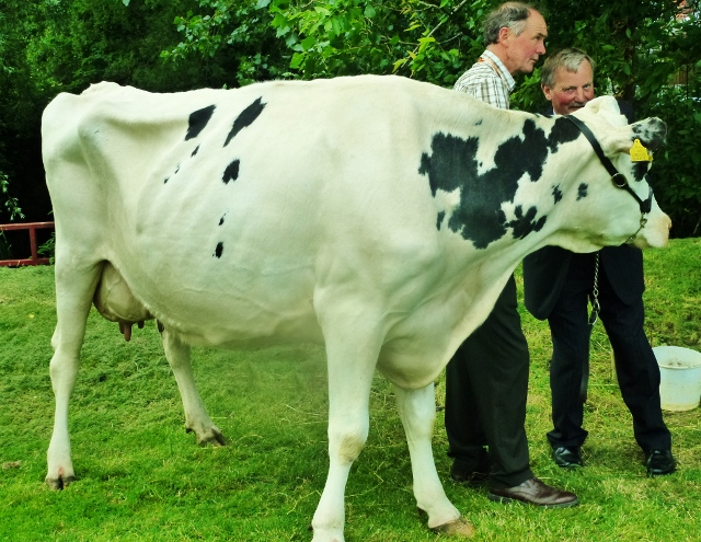 Launch of Bailey's Champion Cow 2013