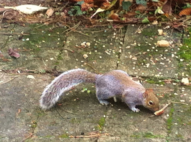 Grey Squirrel  Photo: © Michael Fisher