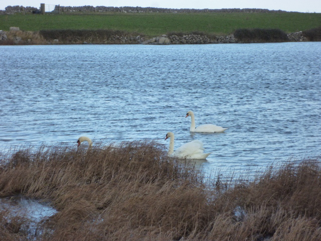 Swans at Lough Murree beside the Flaggy Shore, January 2013  Photo: © Michael Fisher