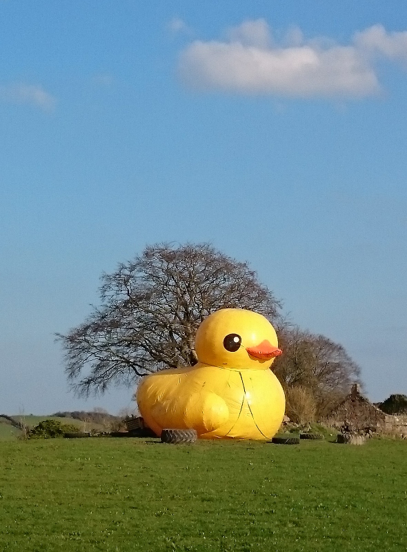 Laragh Duck sitting in a field beside the N2 at Broomfield Photo: © Michael Fisher