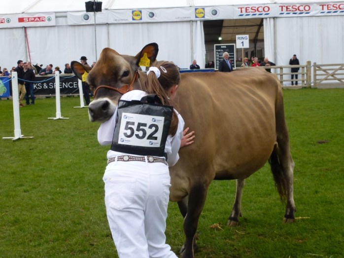 Judging in the cattle ring at Balmoral Show Photo:  © Michael Fisher