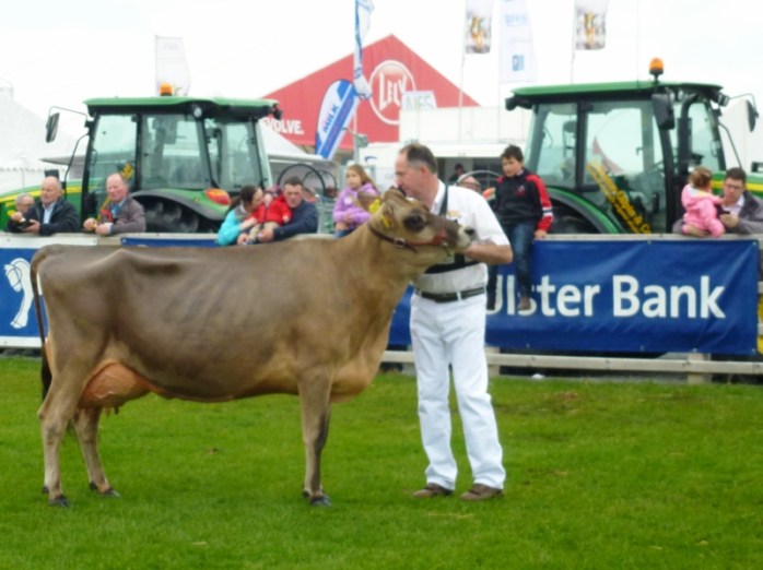 Judging in the cattle ring at Balmoral Show Photo:  © Michael Fisher