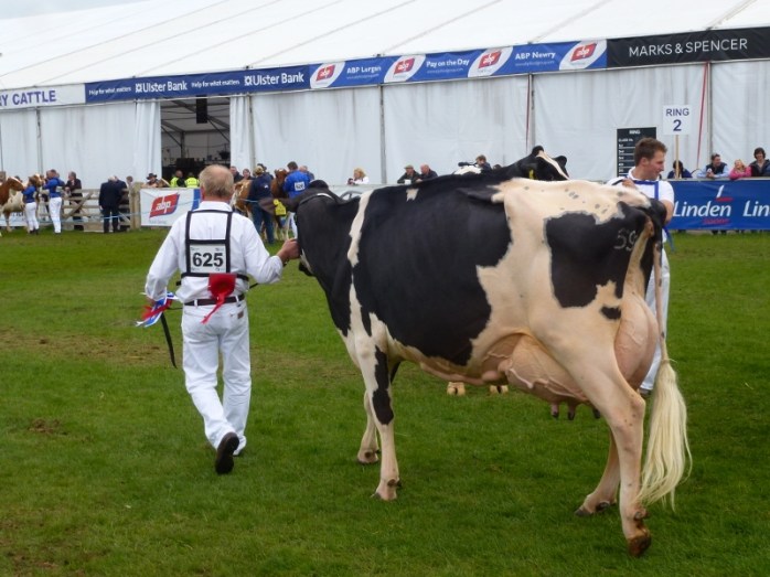 Judging in the cattle ring at Balmoral Show Photo:  © Michael Fisher