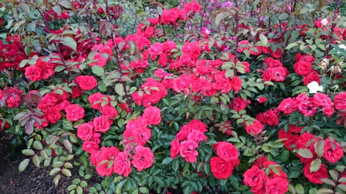 Brilliant Korsar rose by Kordes from Germany: Historical section, trials 2011-13  Photo:  © Michael Fisher  