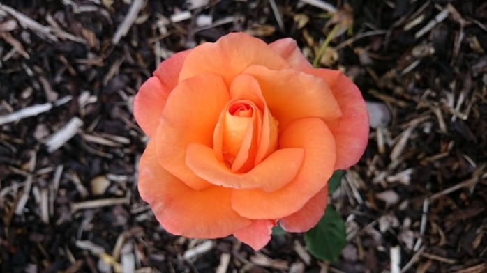 Dawn Chorus  Photo:  © Michael Fisher  