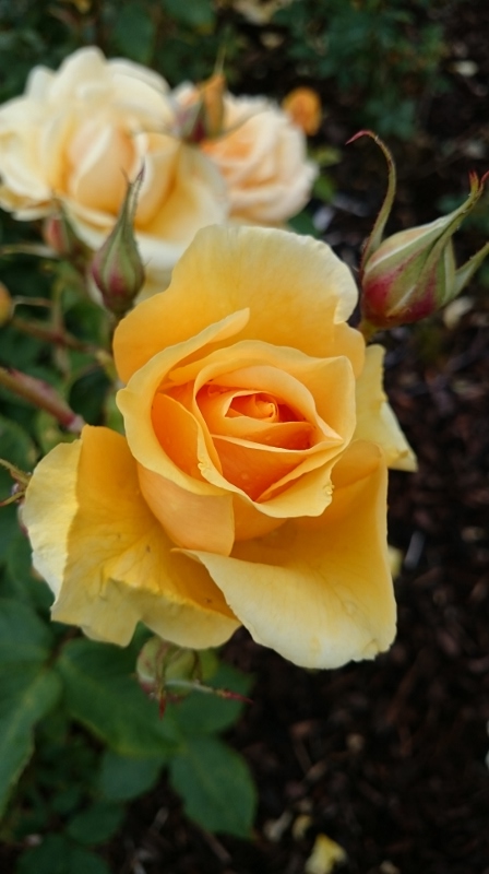 Benita rose  Photo:  © Michael Fisher  