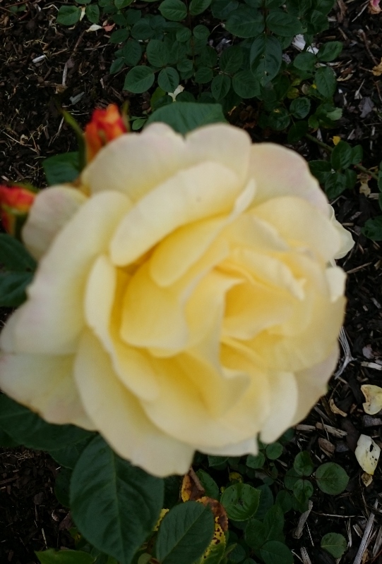 Arthur Bell rose  Photo:  © Michael Fisher  