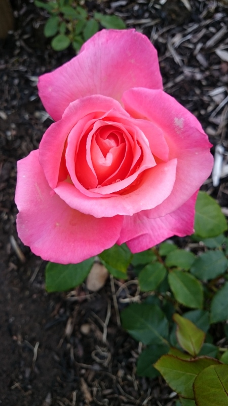 A classic rose:  Romance  Photo:  © Michael Fisher  