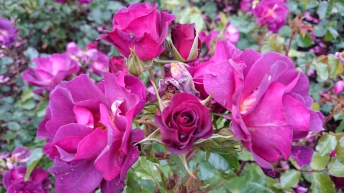 Wild Rover rose  Photo:  © Michael Fisher  