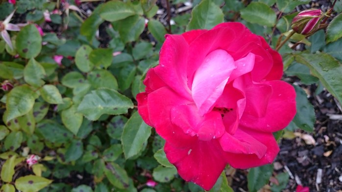 Molly McGredy rose Photo: © Michael Fisher