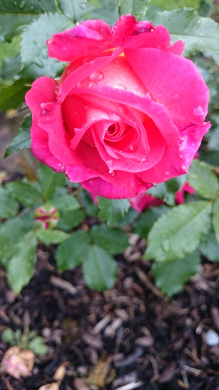 Rose of Tralee  Photo:  © Michael Fisher  