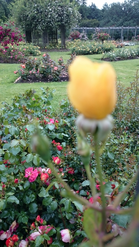 Belfast Rose Week Photo: © Michael Fisher