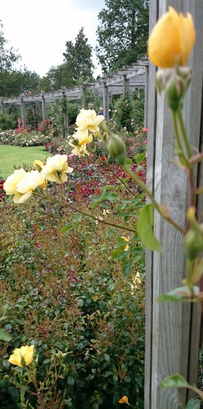 Belfast Rose Week Photo: © Michael Fisher