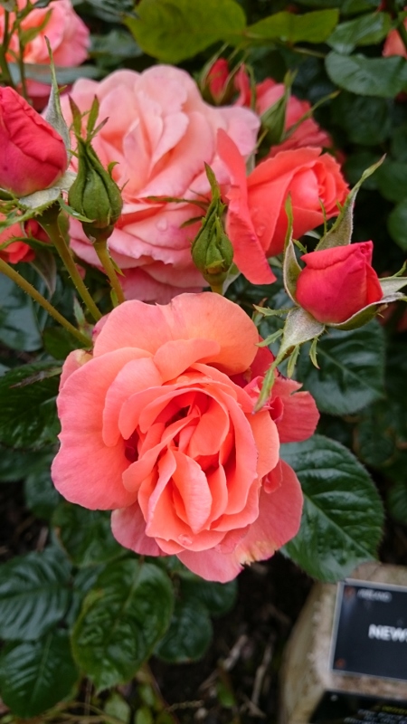 News Flash rose Photo: © Michael Fisher