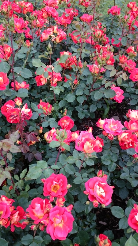 Bright n' Breezy rose by Dickson (NI) from trials 2013/14 Photo: © Michael Fisher